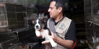 MPT realiza rescate de mascotas en el ex mercado Mayorista