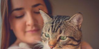 Investigadores de Hungría afirman que gatos pueden interpretar correctamente la mirada humana