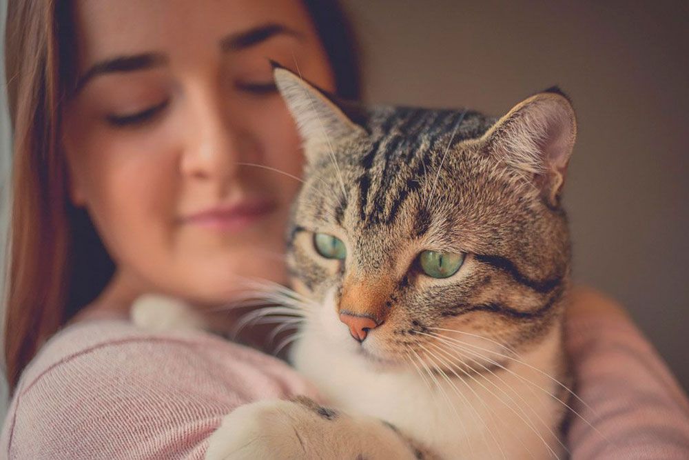 investigadores-hungria-afirman-gatos-pueden-interpretar-correctamente-mirada-humana