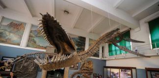 Presentan reptil marino de hace 65 millones de años en Argentina