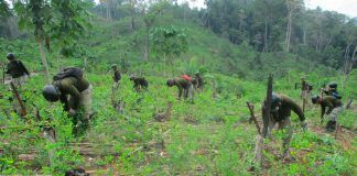 Proyecto Especial Corah supera meta de erradicación de hoja de coca ilegal