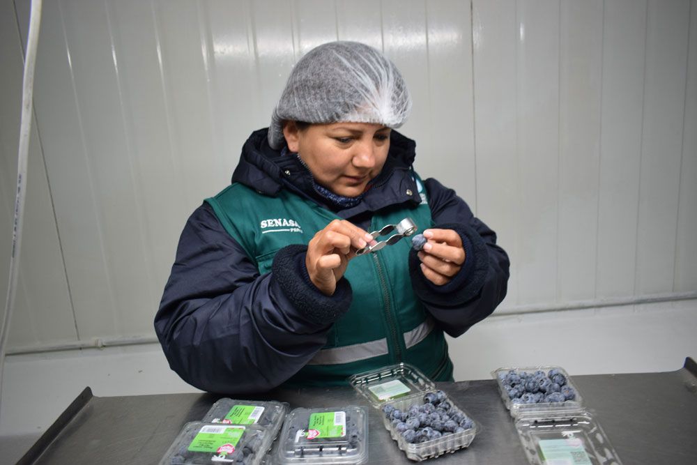 senasa-establece-certificacion-fitosanitaria-arandanos-basada-perfiles-riesgo