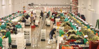 ADEX informa que el sector exportador genera cerca de 3 millones de empleos