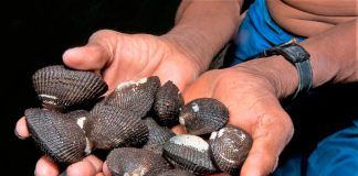 Empezará la veda reproductiva de conchas negras