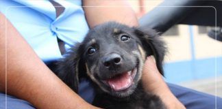 MPT rescata cachorros que eran vendidos en pésimas condiciones
