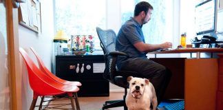 Un perro en la oficina mejora la productividad y reduce el estrés de los trabajadores
