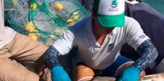 Encuentran un nuevo refugio natural de tiburones martillo en Galápagos