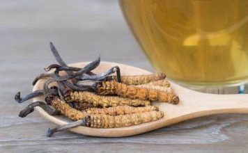 ¿Qué es y qué beneficios aporta el cordyceps?