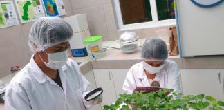Científicos de Perú identifican tipos de quinua resistentes a enfermedades