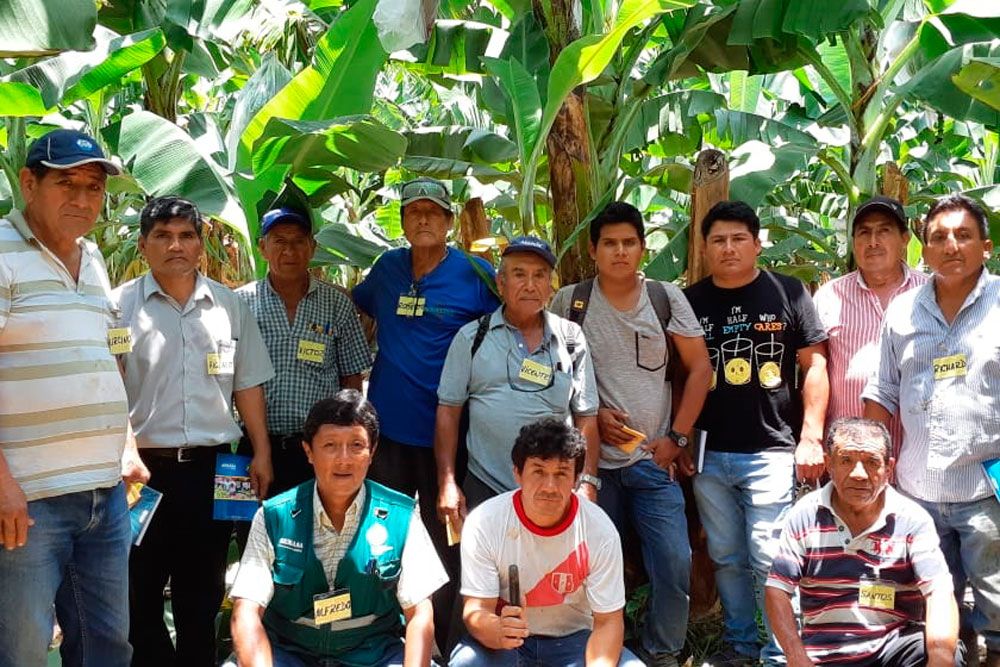 senasa-desarrolla-primera-escuela-campo-banano-organico-chepen