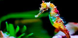 Científicos de Perú y Brasil desarrollan proyecto para proteger al caballito de mar