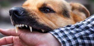 ¿Qué hacer ante una mordedura de perro?