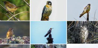 Santuario Nacional de Calipuy presente en el Global Big Day 2019