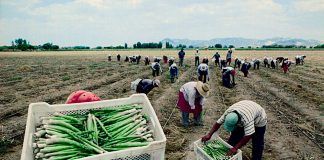 FAO señala que Perú registra los mejores rendimientos en agricultura intensiva a nivel mundial