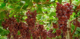 Minagri y SNI coordinan la implementación de registro de productores de uva pisquera