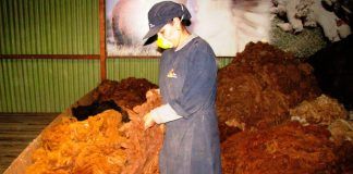 El primer destino de fibra de alpaca peruana es Italia