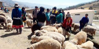 Desparasitan ganado vacuno y ovino en comunidad La Victoria en Pataz