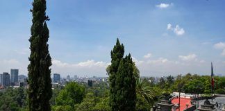 México instala árboles artificiales para luchar contra la contaminación atmosférica