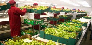 Minagri informa que las exportaciones de paltas y uvas superan en ventas los 1,000 millones de dólares