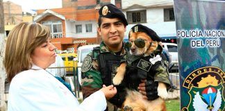 Minsa vacunará a más de un millón de perros contra la rabia en cinco regiones del Perú