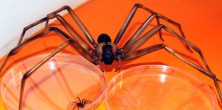 Las mordeduras de arañas caseras se incrementan en invierno