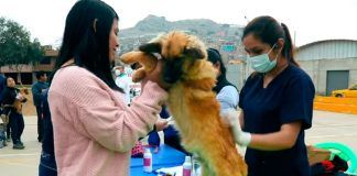 Mascotas son atendidas en programa ‘Colita Feliz’ de la MPT