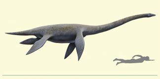 Científicos registran el primer fósil de un plesiosaurio en el Morro Solar