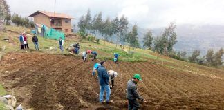 Esperan cosechar 24 mil kilos de papa en escuelas de campo de Agallpampa
