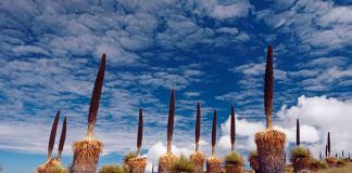 Santuario Nacional de Calipuy se consolida como una alternativa ecoturística en La Libertad