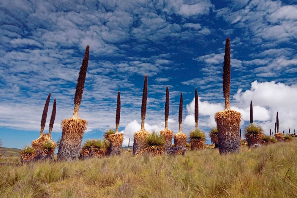 santuario-nacional-calipuy-alternativa-ecoturistica-libertad