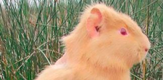Investigadores registran primer hallazgo de cuy albino en Los Pantanos de Villa