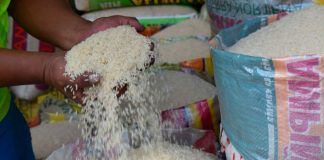 SNI y Apema lanzan plan nacional para masificar fortificación del arroz