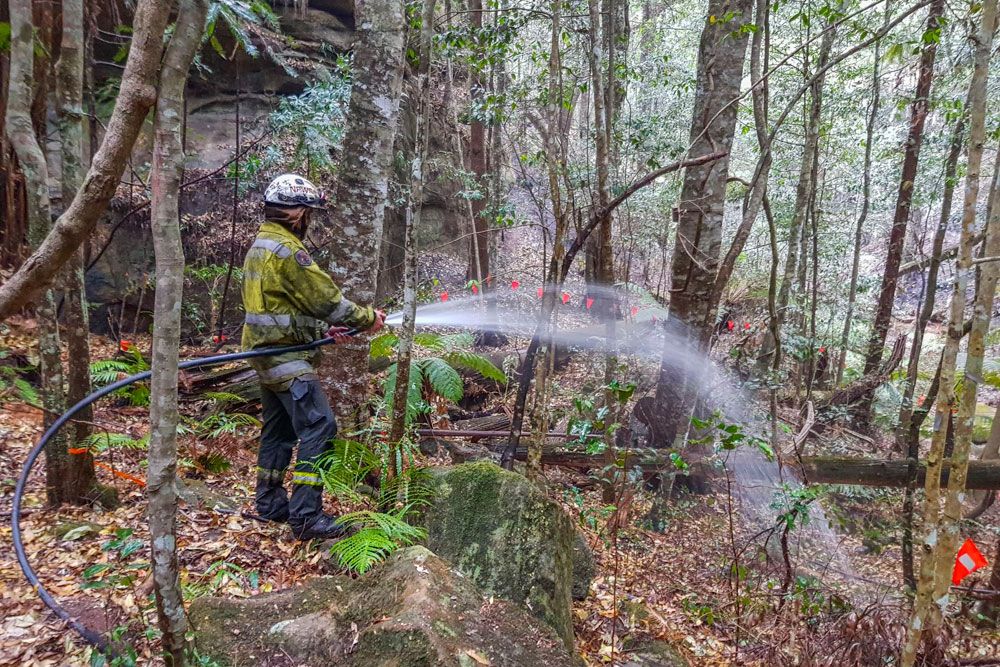 bomberos-realizan-mision-rescate-secreta-salva-arboles-dinosaurios-fuego-australia