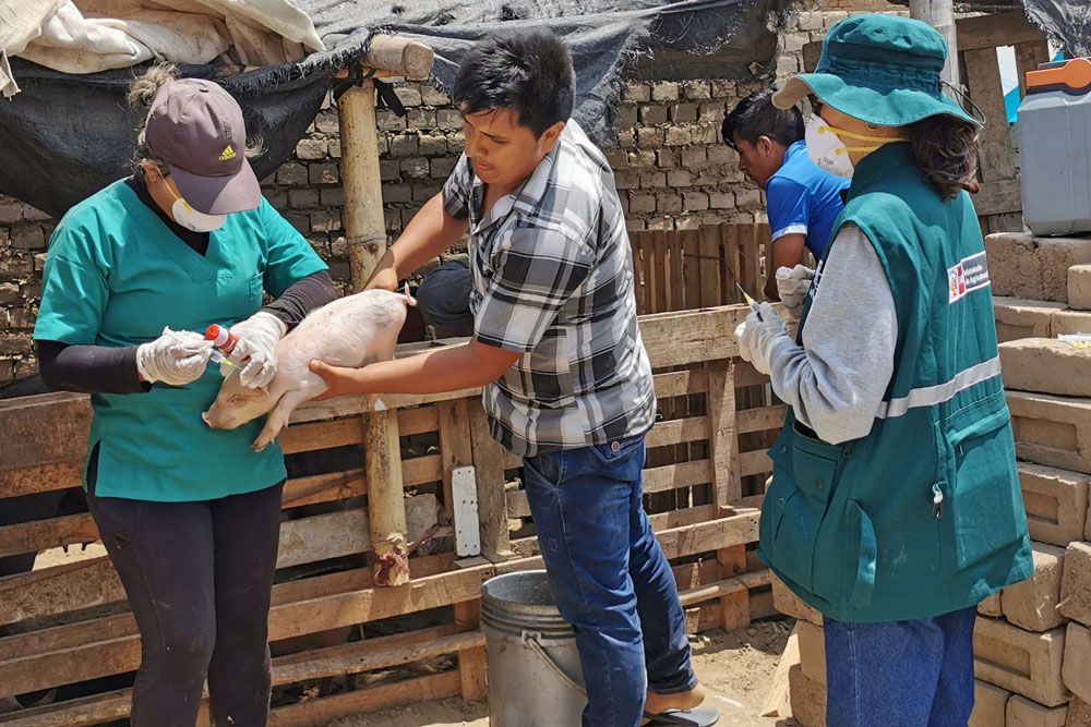 produccion-ganado-porcino-beneficia-vacunacion-mas-180-mil-cerdos-libertad