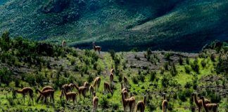 Santuario y Reserva Nacional de Calipuy en La Libertad cumple 39 años de creación