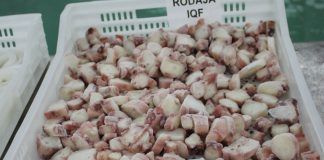 ADEX informa que crece la exportación de pota