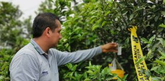 Erradicación de moscas de la fruta beneficiará a más de 140 mil productores en La Libertad