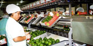 Perú podría convertirse en el segundo exportador mundial de palta