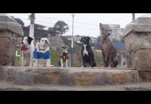 Trailer: De patitas a la calle
