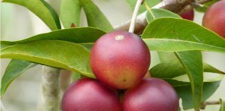 INIA desarrolla nueva variedad de camu camu con alta dosis de vitamina C