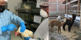 Científicos peruanos: Usan vacuna candidata para curar el Covid-19 en alpacas y gallinas para producir anticuerpos