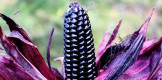 Conoce el Super Maíz Morado INIA 601 que ayuda a prevenir el cáncer