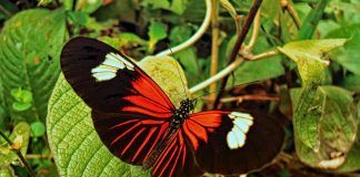 Día Mundial de Diversidad Biológica: Perú es primero en el mundo en mariposas y peces
