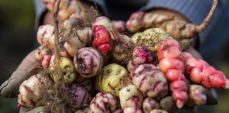 FAO: Perú posee uno de los Sistemas Importantes del Patrimonio Agrícola Mundial