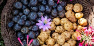 Papa peruana: Conoce y fortalece tu sistema inmune con su valor nutricional