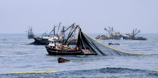 Produce: Desembarques del sector Pesca crecieron más de 75% en junio