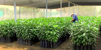 Chavimochic: Producirá más de 20 mil millares de plantas frutales injertadas para la pequeña y mediana agricultura