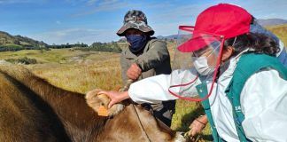 La Libertad: Más de 131 mil animales de abasto serán identificados por MINAGRI