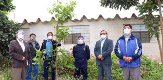 UNT visitó ejemplar de árbol de la quina en Chiclín