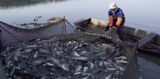 Nuevo sistema de control favorecerá competitividad de pesca no tradicional